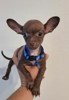 Jerry , a male Chihuahua for sale in Dallas, TX – 2 of 7