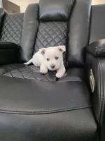 Max , a male Akita for sale in Dallas, TX – Photo 2 of 7