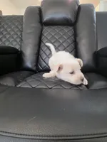 Max , a male Akita for sale in Dallas, TX – Photo 4 of 7