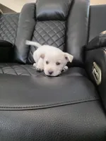 Max , a male Akita for sale in Dallas, TX – Photo 5 of 7