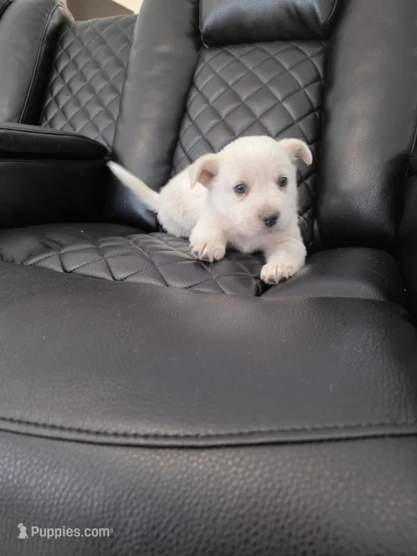 Max  – Akita puppy for sale in Dallas, TX