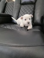 Max , a male Akita for sale in Dallas, TX – Photo 1 of 7