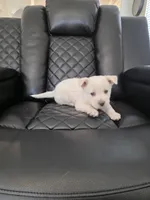 Max , a male Akita for sale in Dallas, TX – Photo 7 of 7