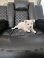 Max , a male Akita for sale in Dallas, TX – Photo 3 of 7