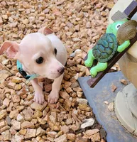 LIL PONCHO, a male Chihuahua for sale in Fontana, CA – 2 of 5