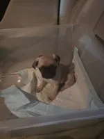 OTIS , a male Pug for sale in Dallas, TX – 2 of 2
