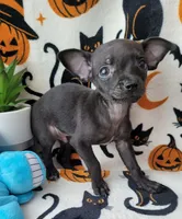 TEACUP PACO, a male Chihuahua for sale in Fontana, CA – 5 of 5