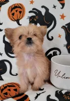 LIL TEACUP MORKIE 1, a male Morkie for sale in Moreno Valley, CA – 6 of 9