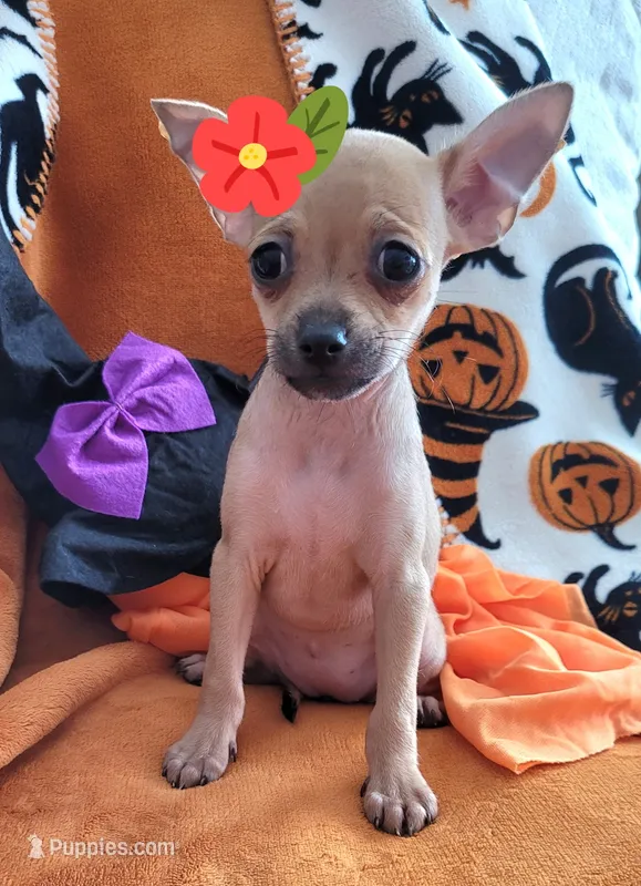 MERRY, a male Chihuahua for sale in Mesquite, TX – 1 of 3