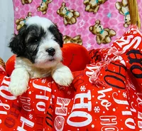 Max , a male Poodle - Toy  for sale in Dallas, TX – 2 of 2