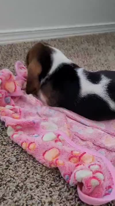 Molly, a female Basset Hound for sale in Dallas, TX – 6 of 6