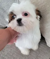 COCO , a male Shih Tzu for sale in Elizabeth, NJ – 5 of 7