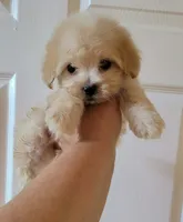 MINI MALTEPOO JERRY, a male Maltipoo for sale in Dallas, TX – 3 of 5