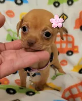 Mitsi , a female Chihuahua for sale in Dallas, TX – 4 of 5