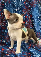 MUÑECO, a male Boston Terrier for sale in Dallas, TX – 7 of 7