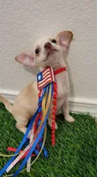 Da, a female Chihuahua for sale in Dallas, TX – 1 of 2