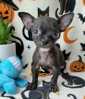 TEACUP ENZO, a male Chihuahua for sale in Fontana, CA – 5 of 7
