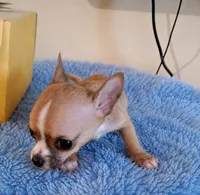 LIL TEACUP BANDIT, a male Chihuahua for sale in Santa Barbara, CA – 4 of 5