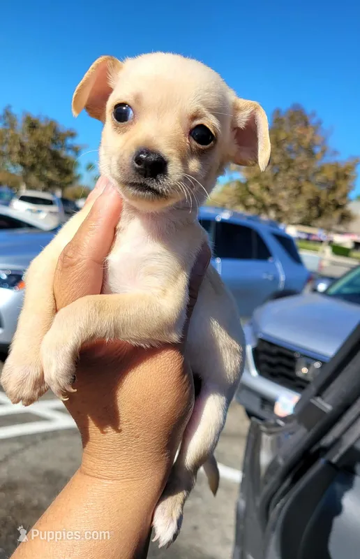 LIL TEACUP JERRY – Chihuahua puppy for sale in Rancho Cucamonga, CA