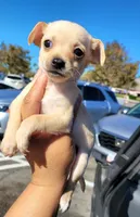 LIL TEACUP JERRY, a male Chihuahua for sale in Rancho Cucamonga, CA – 1 of 1