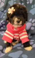 Molly, a female Maltipoo for sale in Covina, CA – 3 of 8