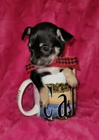 MUÑECO, a male Chihuahua for sale in Dallas, TX – 3 of 7