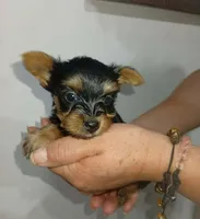 Benito , a male Yorkshire Terrier for sale in Fontana, CA – 3 of 3