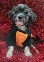 Benji, a male Maltipoo for sale in Fontana, CA – 2 of 4