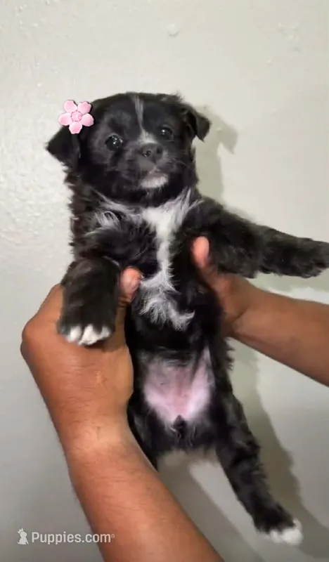 Zelda – Pomapoo, Yorkipoo puppy for sale in Dallas, TX