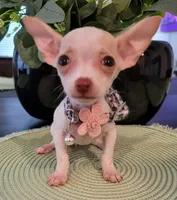 TINY, a female Chihuahua for sale in Dallas, TX – 4 of 4