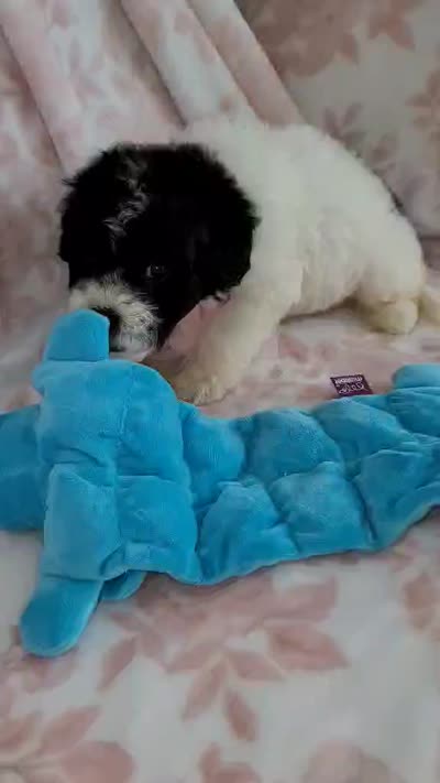 ROSY, a female Poodle - Toy  for sale in Moreno Valley, CA – 5 of 5
