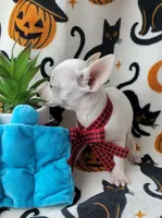 TEACUP MAX, a male Chihuahua for sale in Destin, FL – 6 of 6