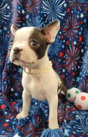 MUÑECO, a male Boston Terrier for sale in Dallas, TX – 4 of 7