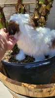 COCO , a male Shih Tzu for sale in Elizabeth, NJ – 6 of 7
