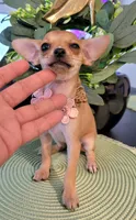 ZOE, a female Chihuahua for sale in Dallas, TX – 2 of 4