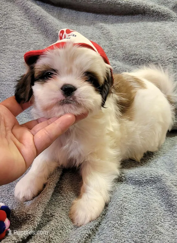SHIH TZU MALE 1 – Shih Tzu puppy for sale in Fontana, CA