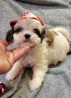 SHIH TZU MALE 1, a male Shih Tzu for sale in Dallas, TX – 3 of 3