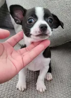 Lucky, a male Chihuahua for sale in Dallas, TX – 4 of 4