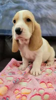 SASSY, a female Basset Hound for sale in Dallas, TX – 3 of 6