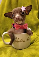 LIL TEACUP MITZI, a female Chihuahua for sale in Garland, TX – 2 of 4