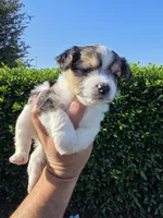 MINIATURE PARTI YORKIE , a female Yorkipoo for sale in Dallas, TX – Photo 2 of 10