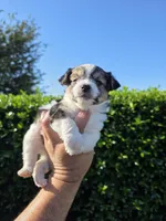 MINIATURE PARTI YORKIE , a female Yorkipoo for sale in Dallas, TX – Photo 8 of 10