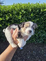 MINIATURE PARTI YORKIE , a female Yorkipoo for sale in Dallas, TX – Photo 9 of 10