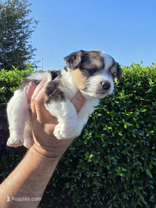 MINIATURE PARTI YORKIE  – Yorkipoo puppy for sale in Dallas, TX