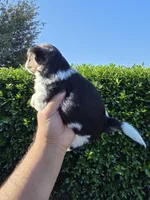 MINIATURE PARTI YORKIE , a female Yorkipoo for sale in Dallas, TX – Photo 3 of 10