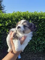 MINIATURE PARTI YORKIE , a female Yorkipoo for sale in Dallas, TX – Photo 4 of 10