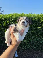 MINIATURE PARTI YORKIE , a female Yorkipoo for sale in Dallas, TX – Photo 5 of 10