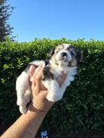 MINIATURE PARTI YORKIE , a female Yorkipoo for sale in Dallas, TX – Photo 10 of 10