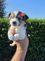 MINIATURE PARTI YORKIE , a female Yorkipoo for sale in Dallas, TX – Photo 6 of 10