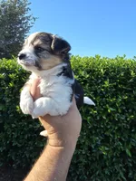 MINIATURE PARTI YORKIE , a female Yorkipoo for sale in Dallas, TX – Photo 7 of 10